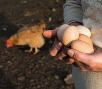 How Many Eggs Can a Chicken Lay? Image